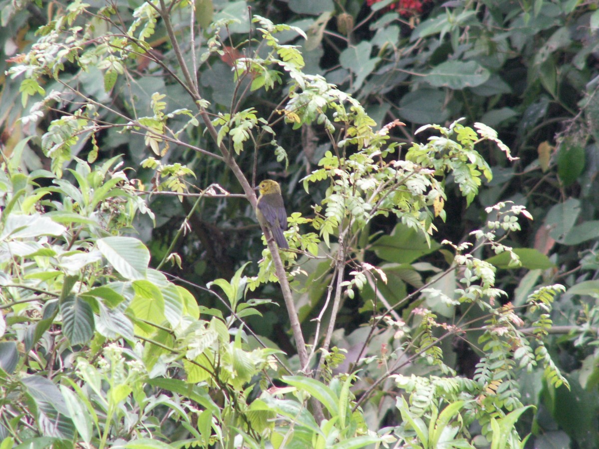 Yellow-headed Brushfinch - ML635905544