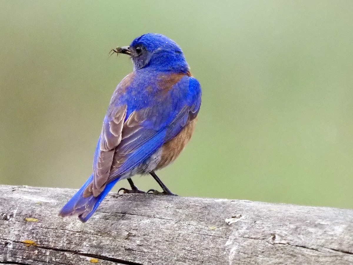 Western Bluebird - ML635905555