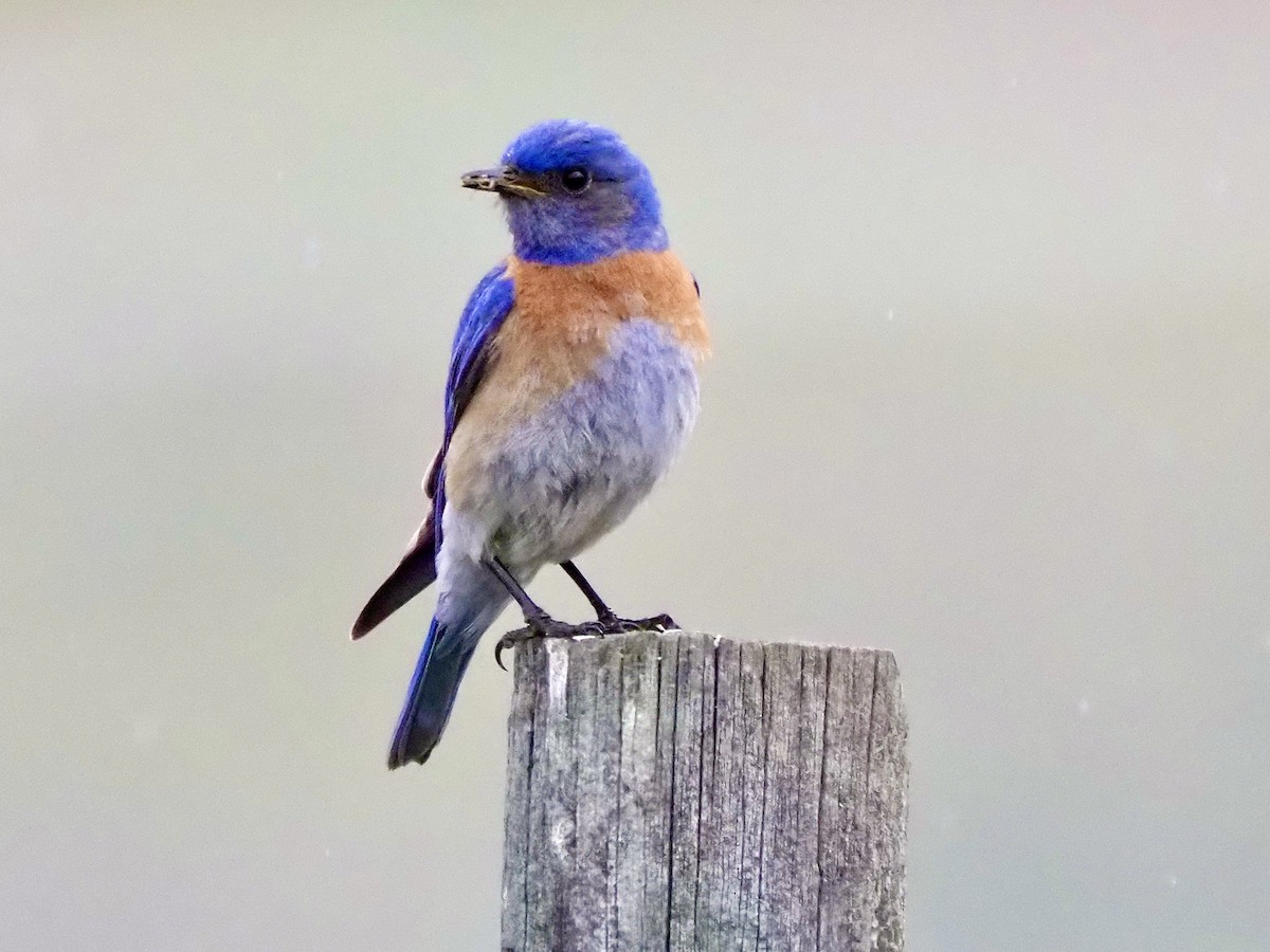 Western Bluebird - ML635905558
