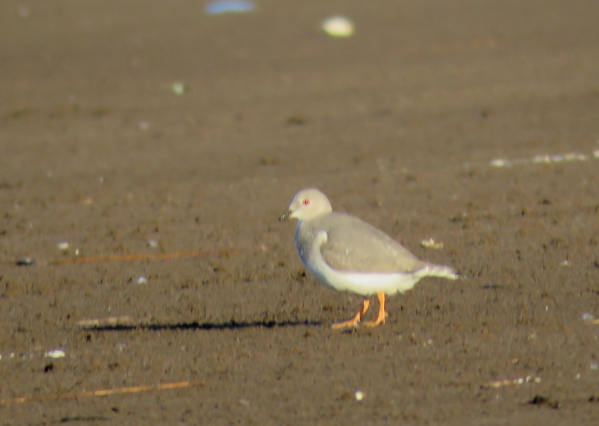 Magellanic Plover - ML635905562