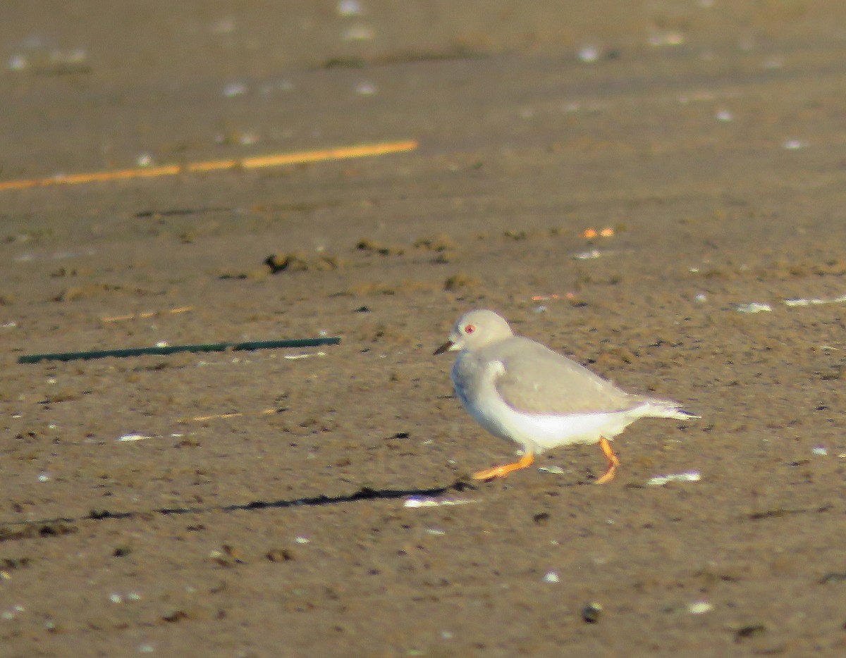 Magellanic Plover - ML635905563