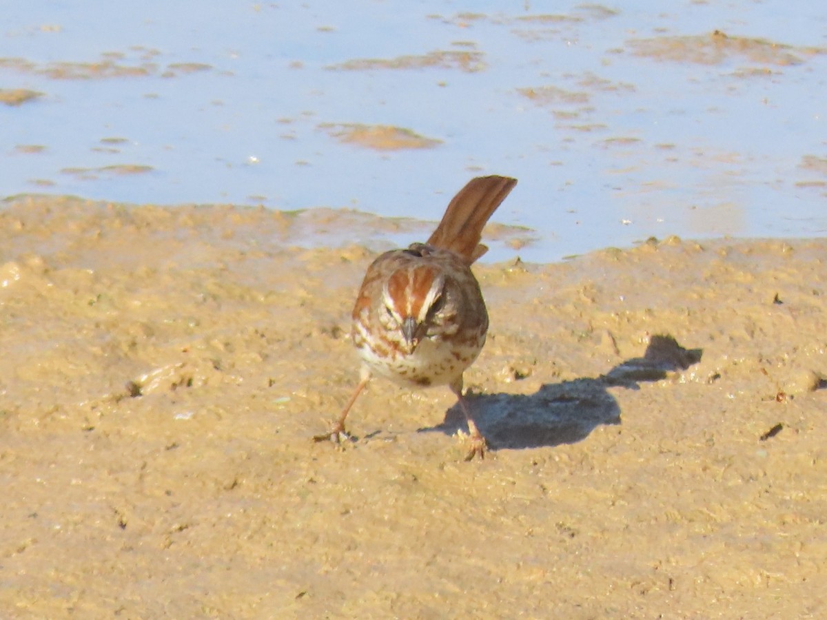 Song Sparrow (fallax Group) - ML635905567