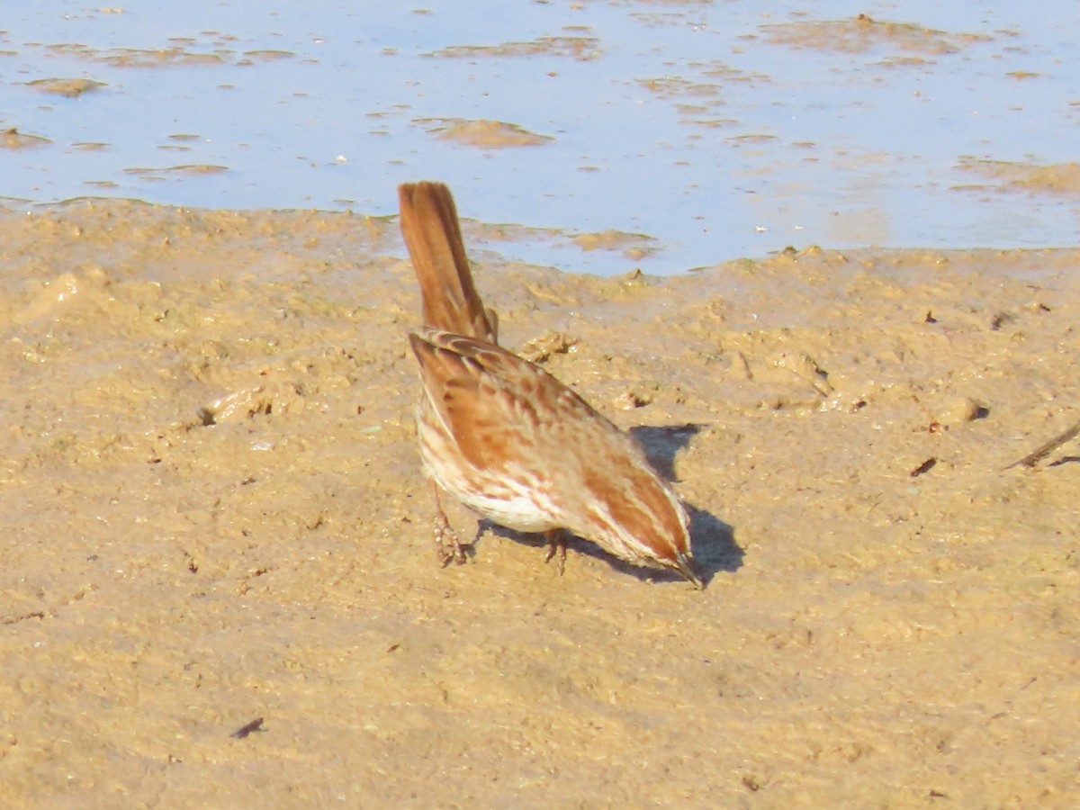 Song Sparrow (fallax Group) - ML635905570