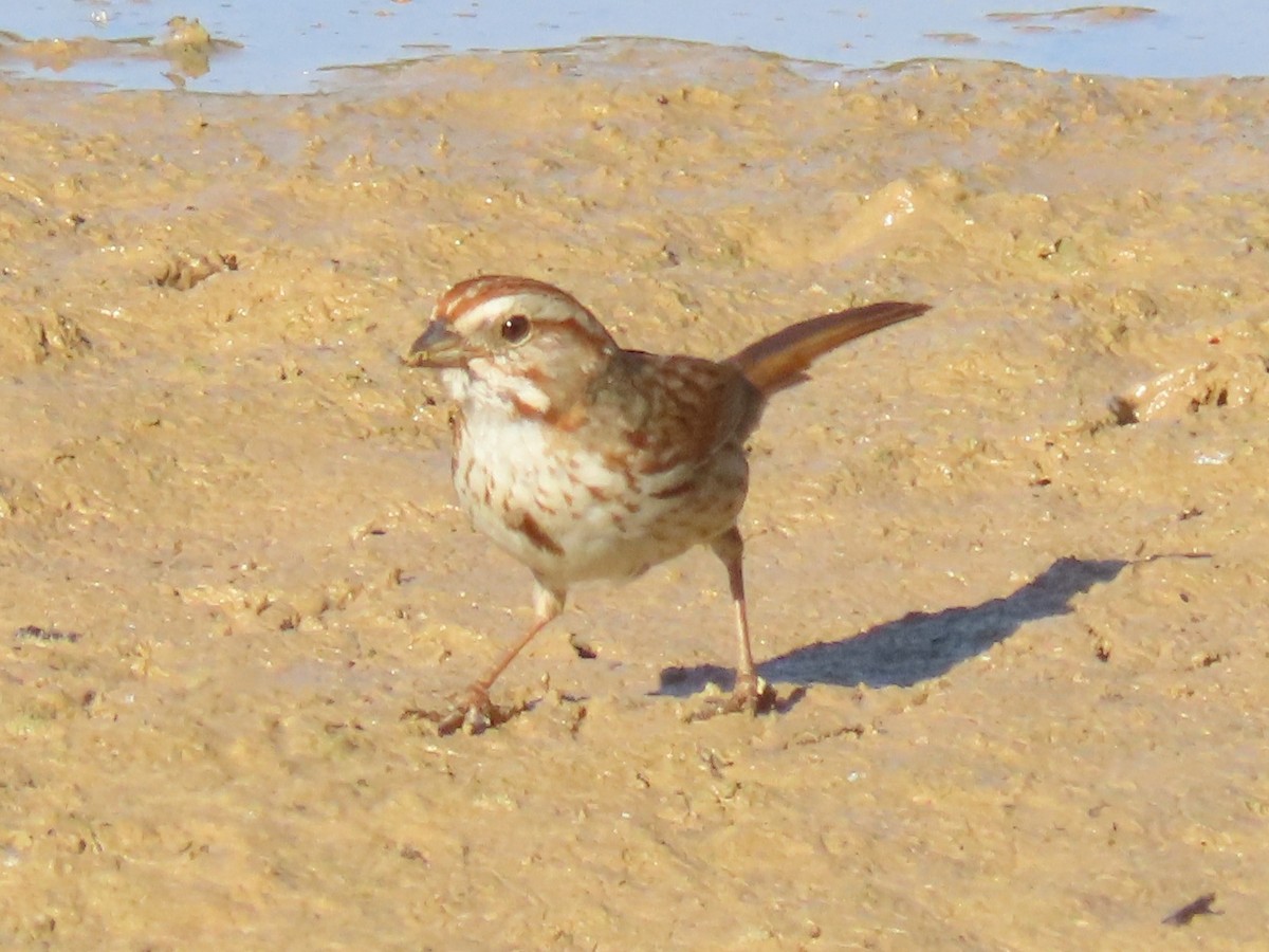 Song Sparrow (fallax Group) - ML635905576