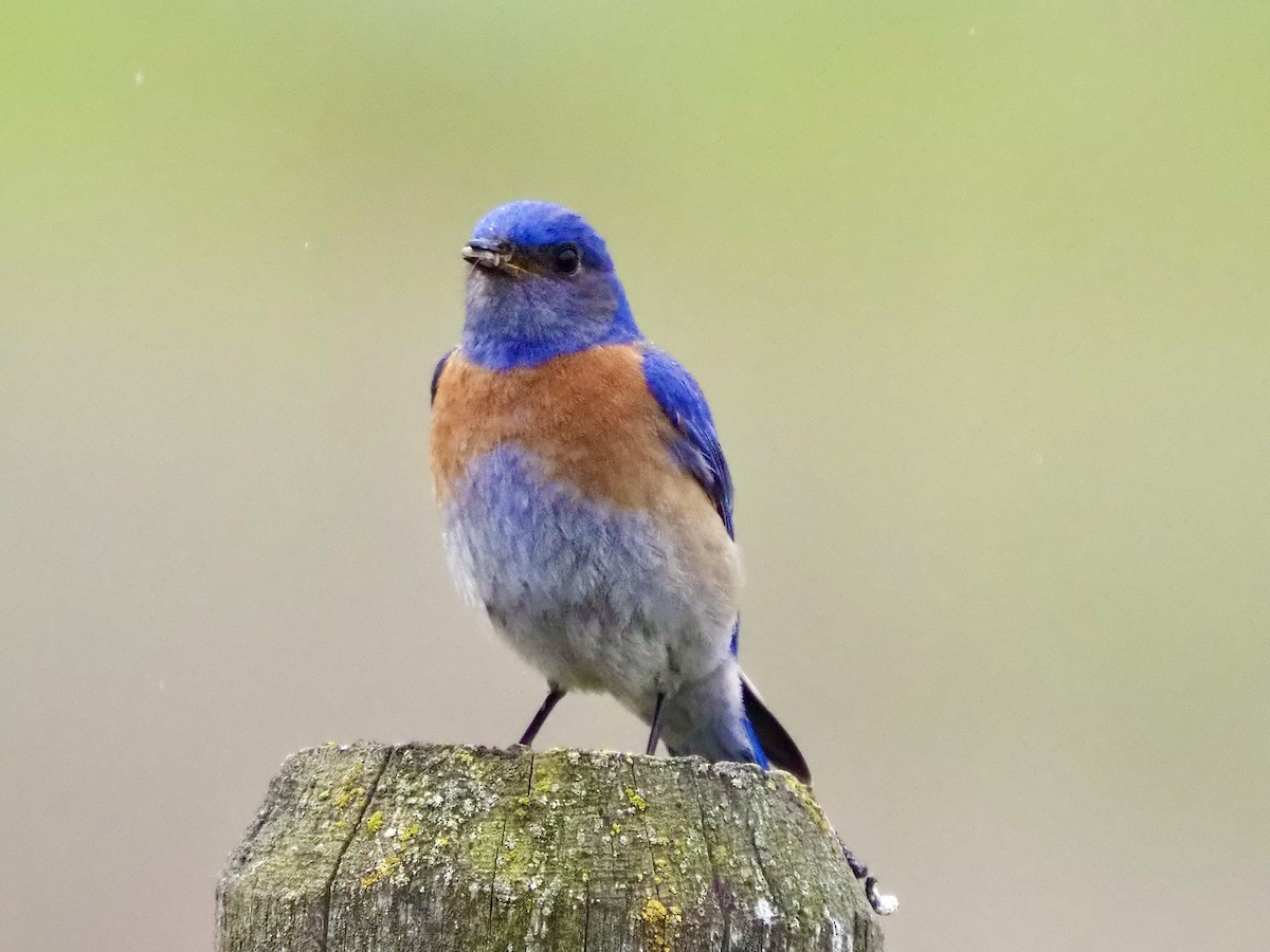 Western Bluebird - ML635905589