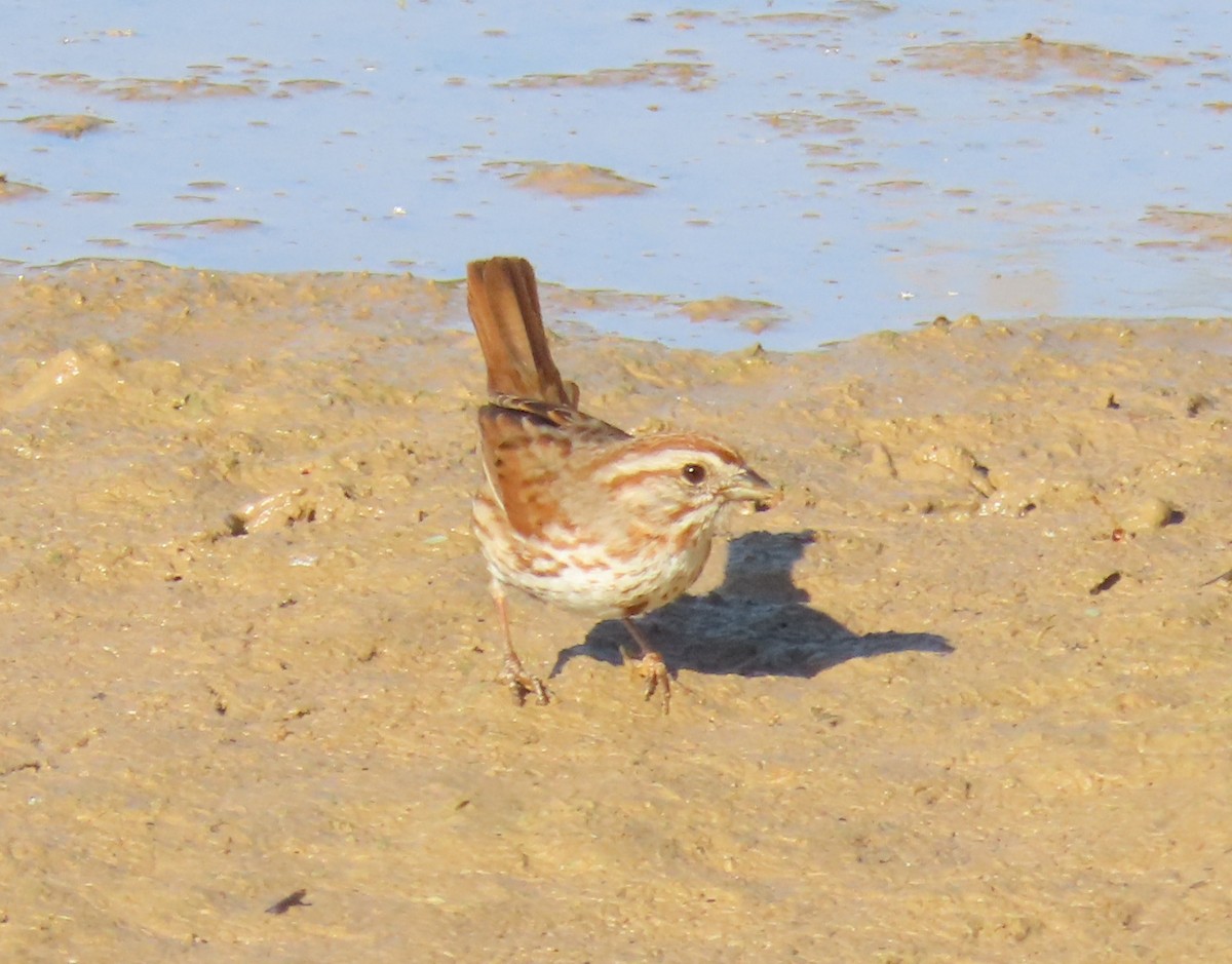 Song Sparrow (fallax Group) - ML635905612