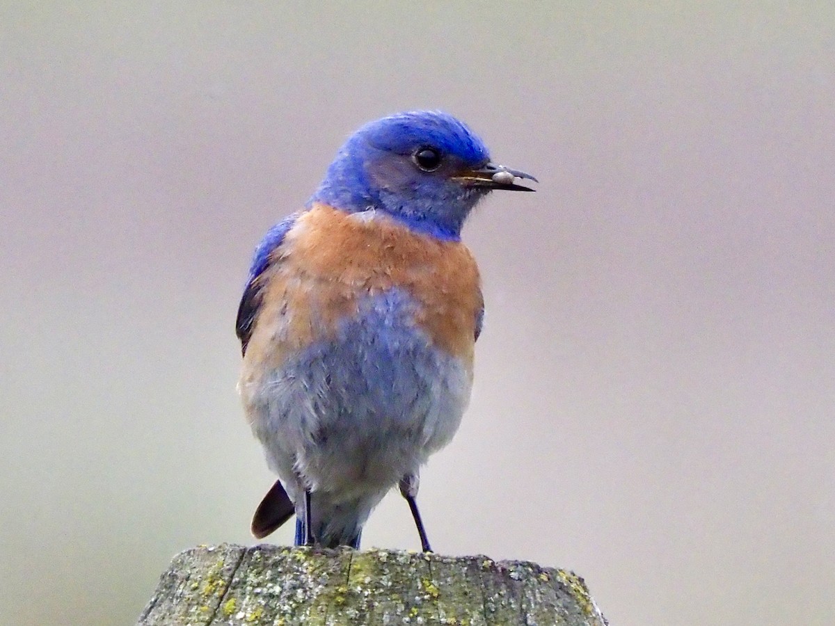 Western Bluebird - ML635905642