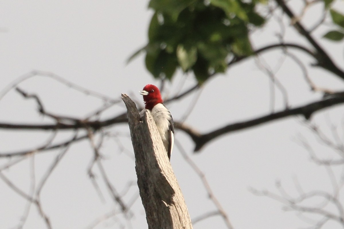 datel červenohlavý - ML635905669