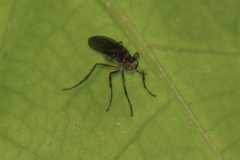 Insects - ML635905699