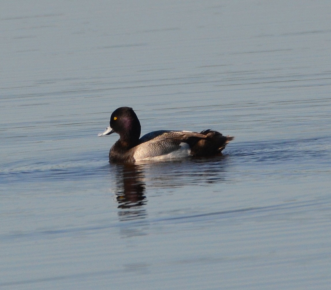 Lesser Scaup - ML635905734