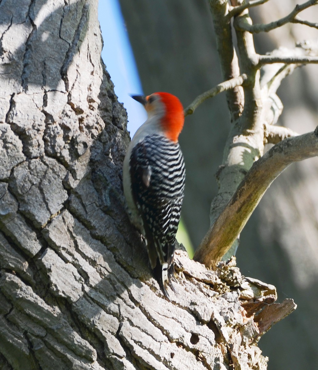 Red-bellied Woodpecker - ML635905744
