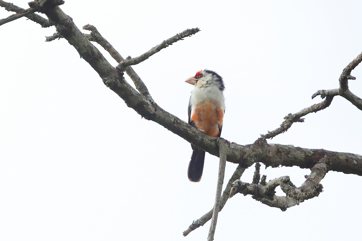 Black-backed Barbet - ML635905810