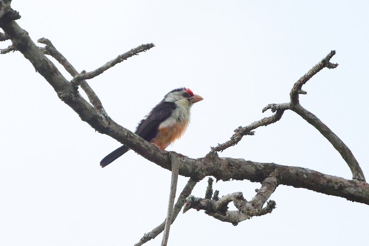 Black-backed Barbet - ML635905811