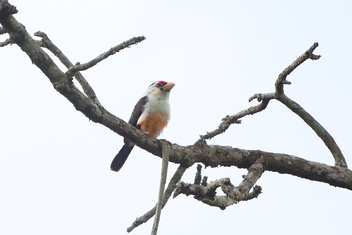 Black-backed Barbet - ML635905812