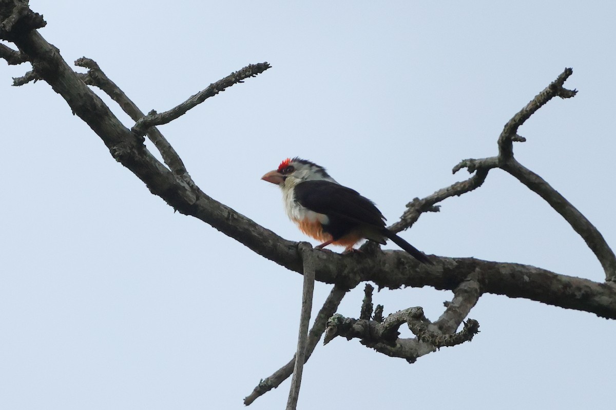 Black-backed Barbet - ML635905813