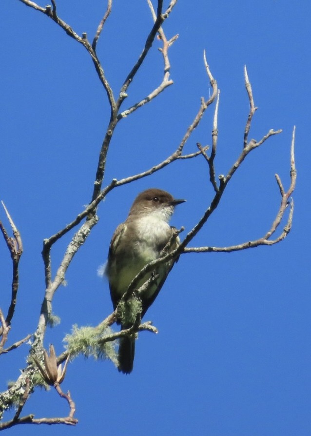 Eastern Phoebe - ML635905829