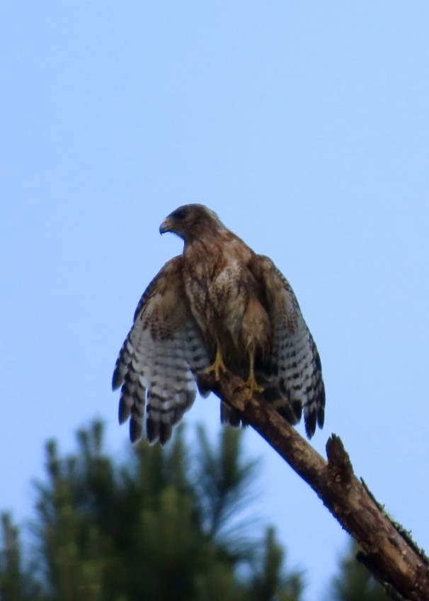 Red-shouldered Hawk - ML635905889