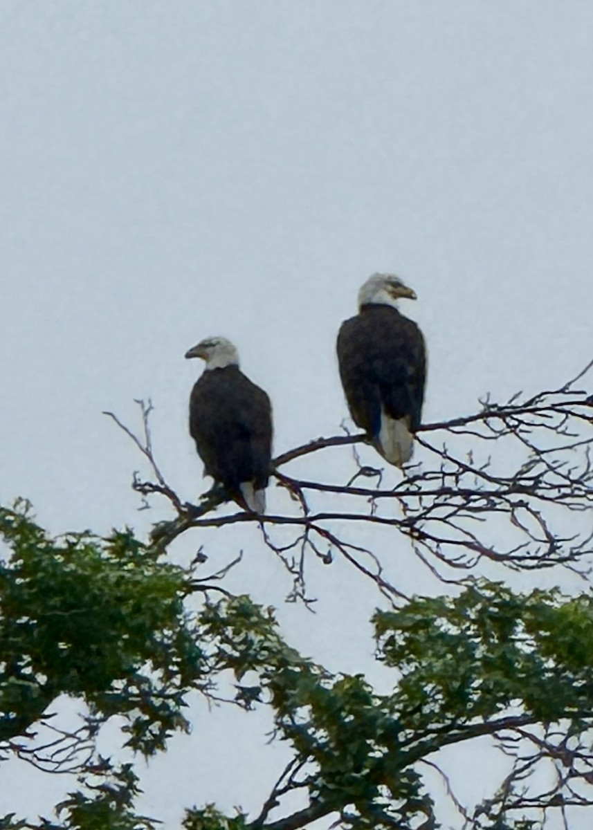 Bald Eagle - ML635906052