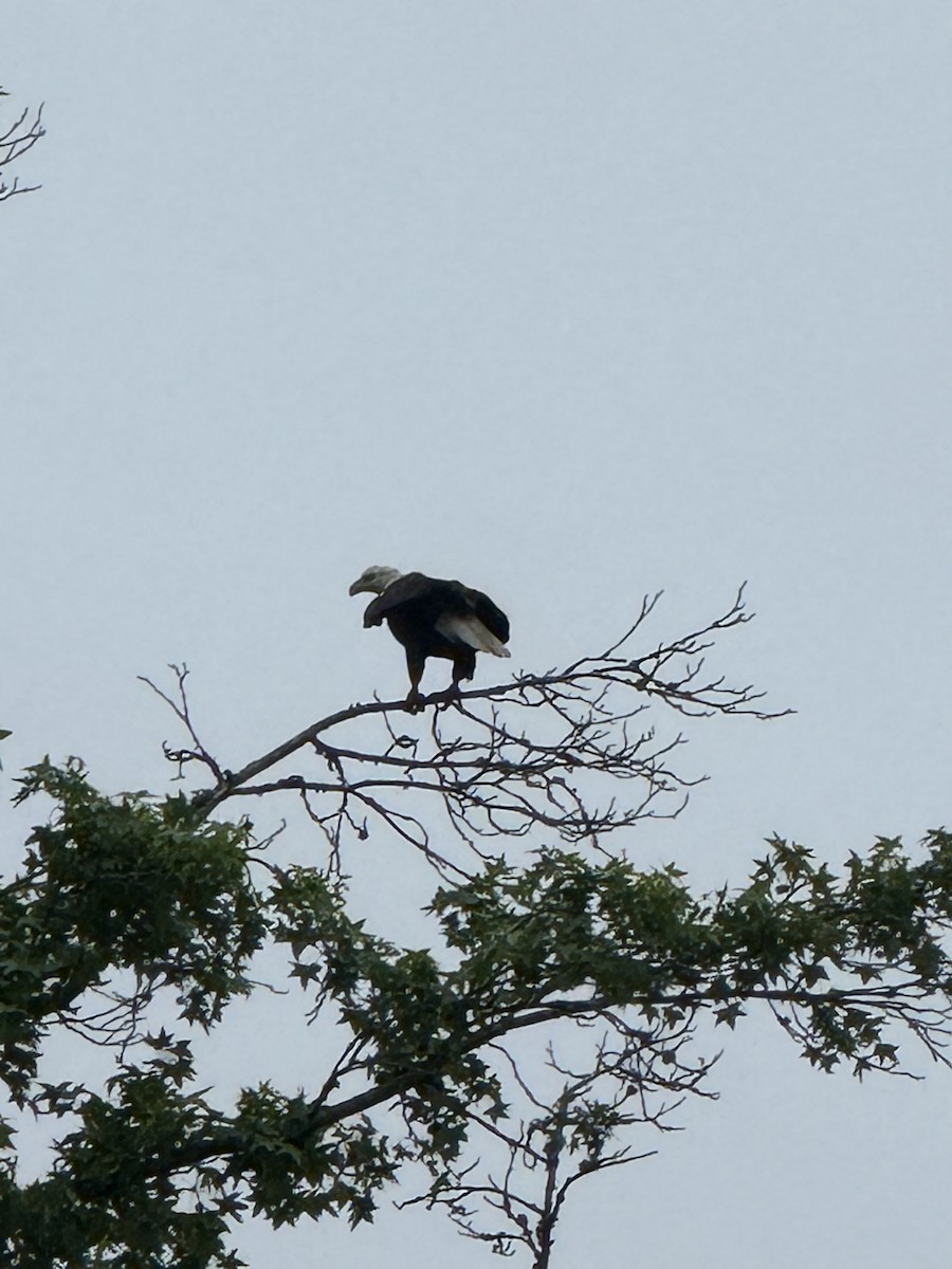 Bald Eagle - ML635906053