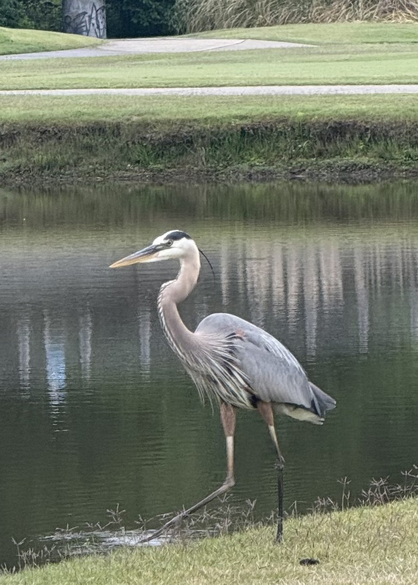 Great Blue Heron - ML635906060