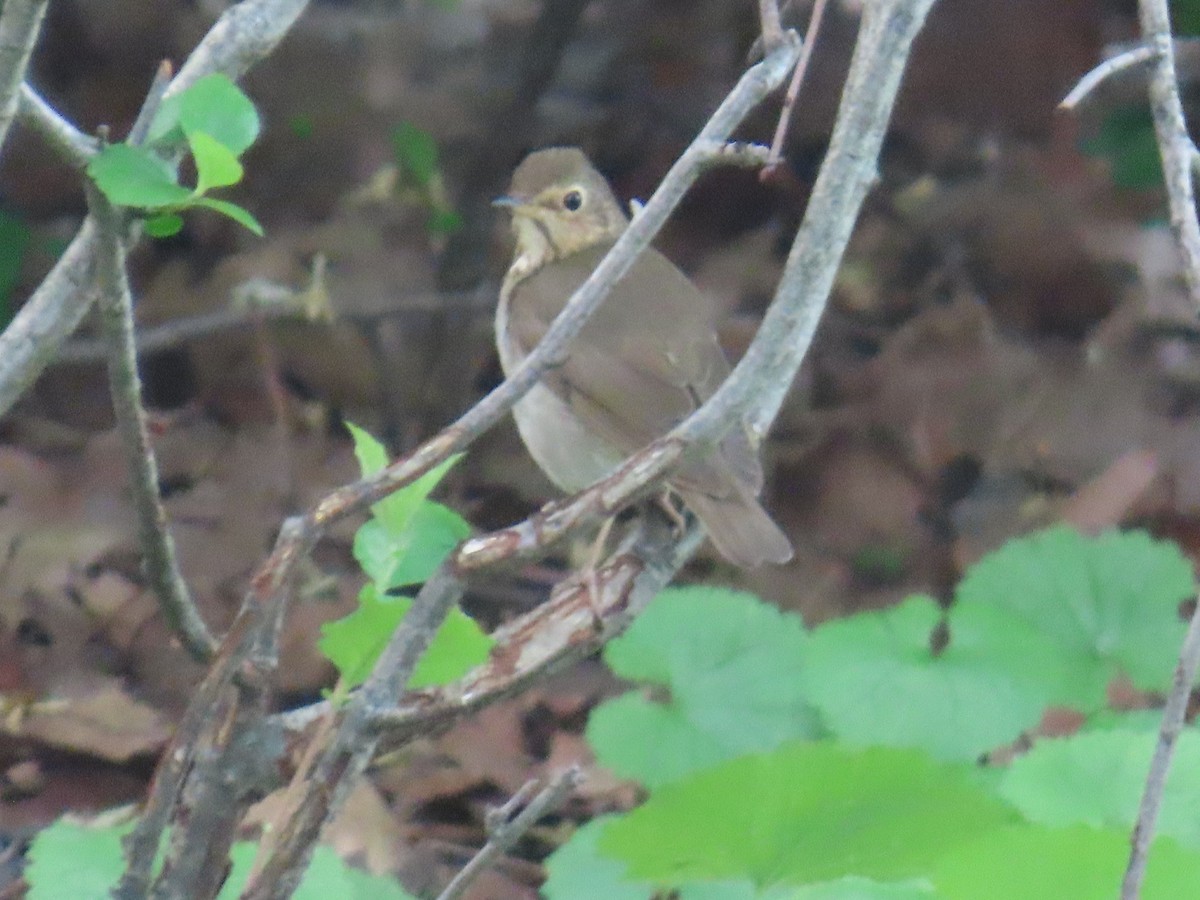 Swainson's Thrush - ML635906124