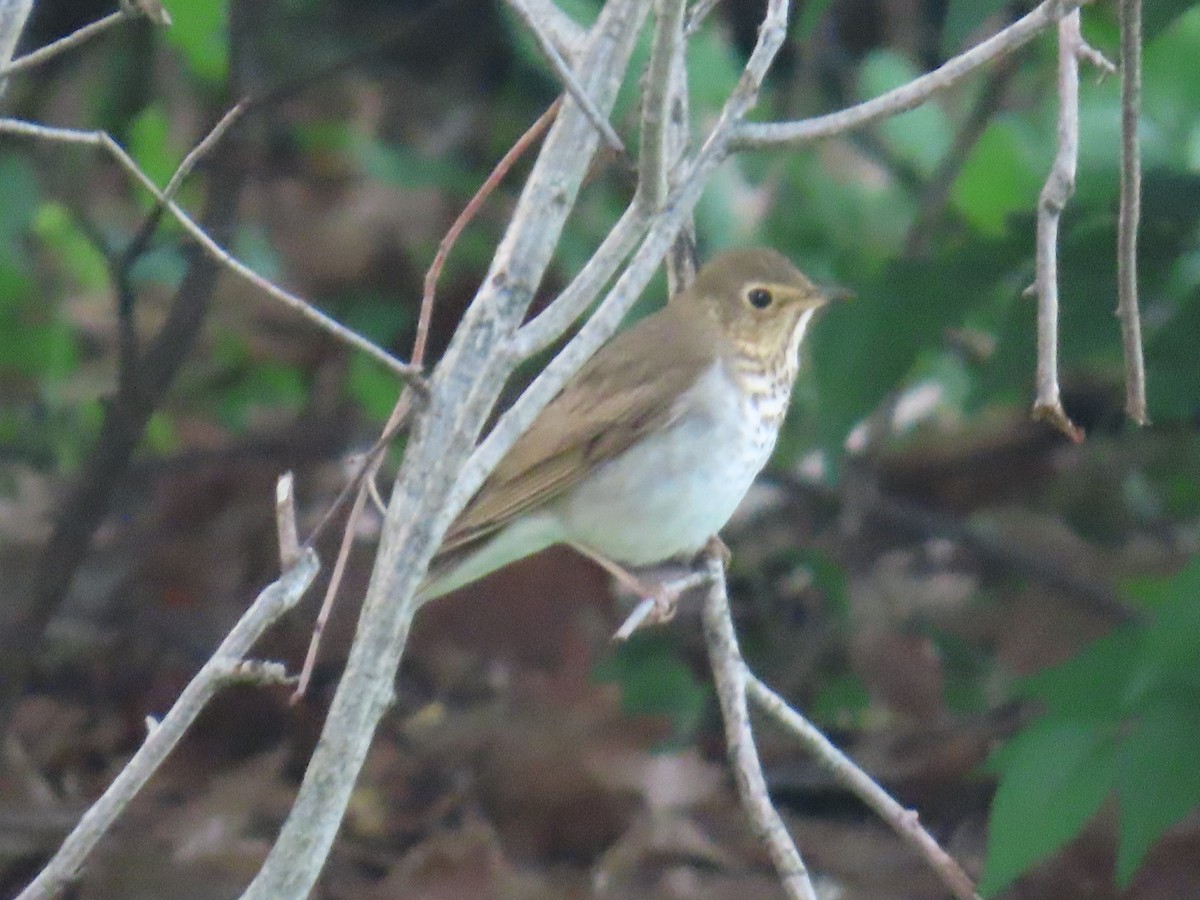 Swainson's Thrush - ML635906125
