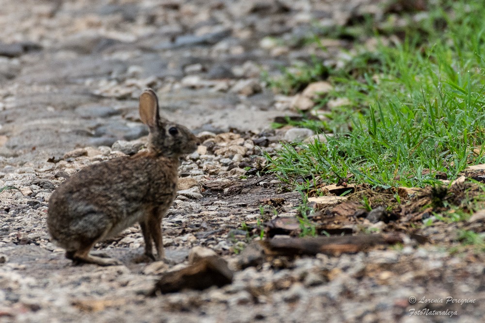 Animals - ML635906130