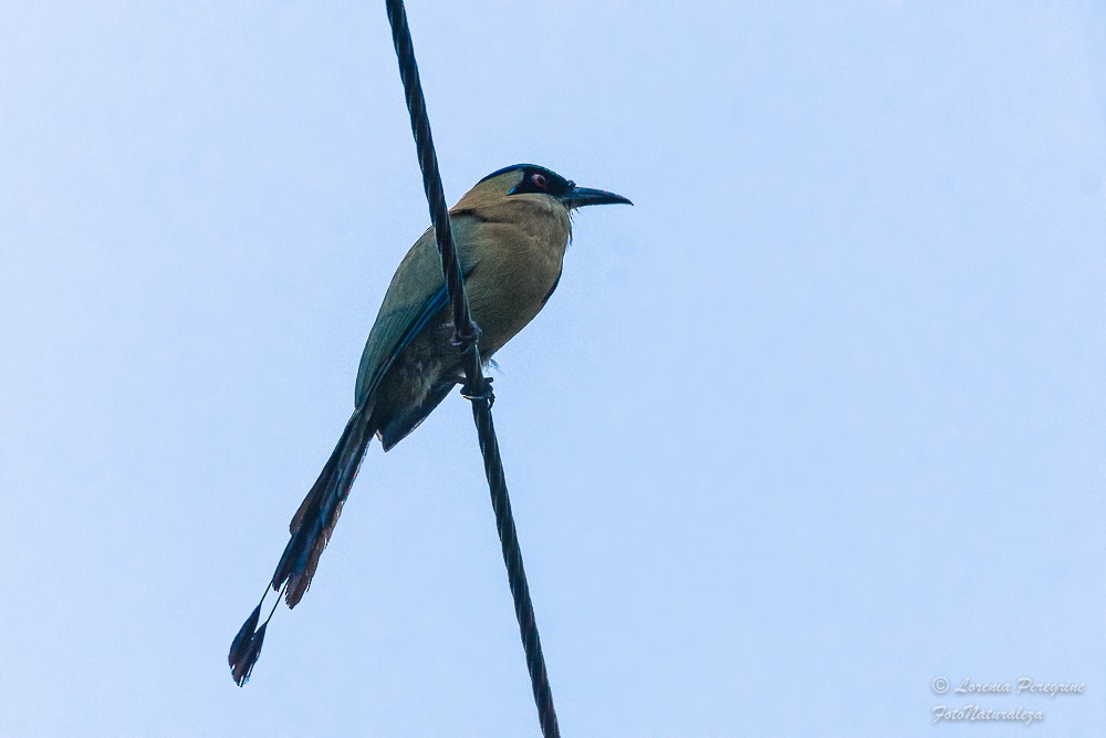 Blue-capped Motmot - ML635906160