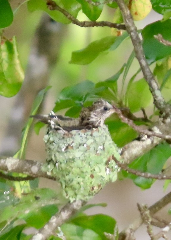 Ruby-throated Hummingbird - ML635906170