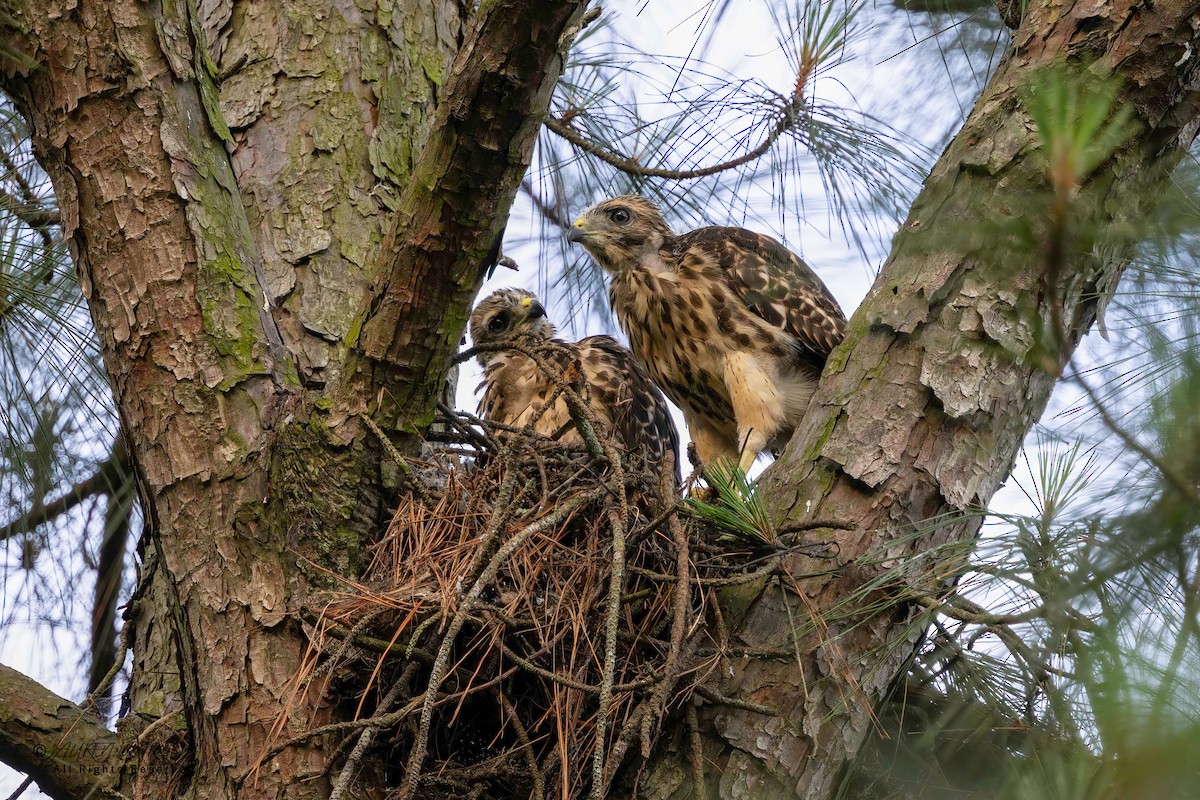 Red-shouldered Hawk - ML635906184