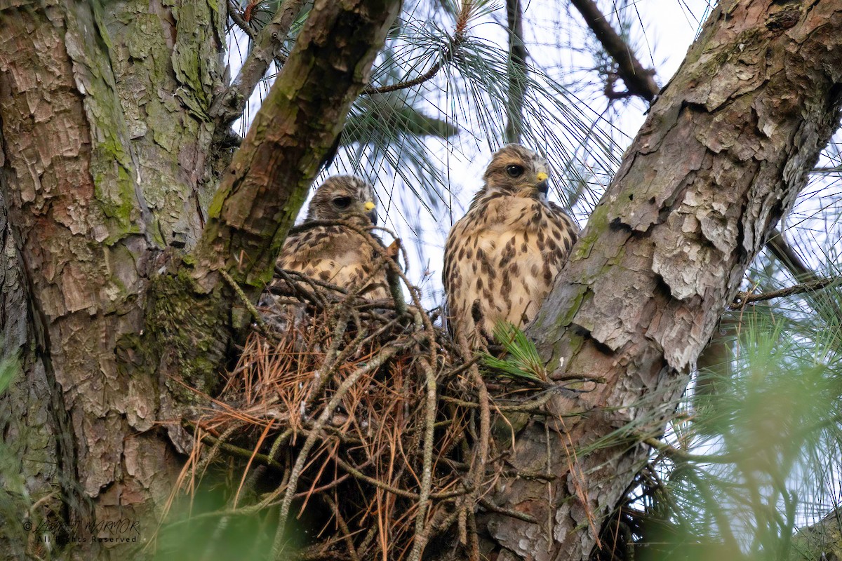 Red-shouldered Hawk - ML635906187