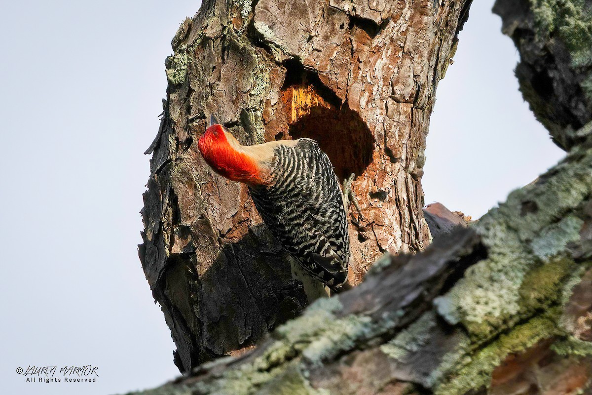 Red-bellied Woodpecker - ML635906195