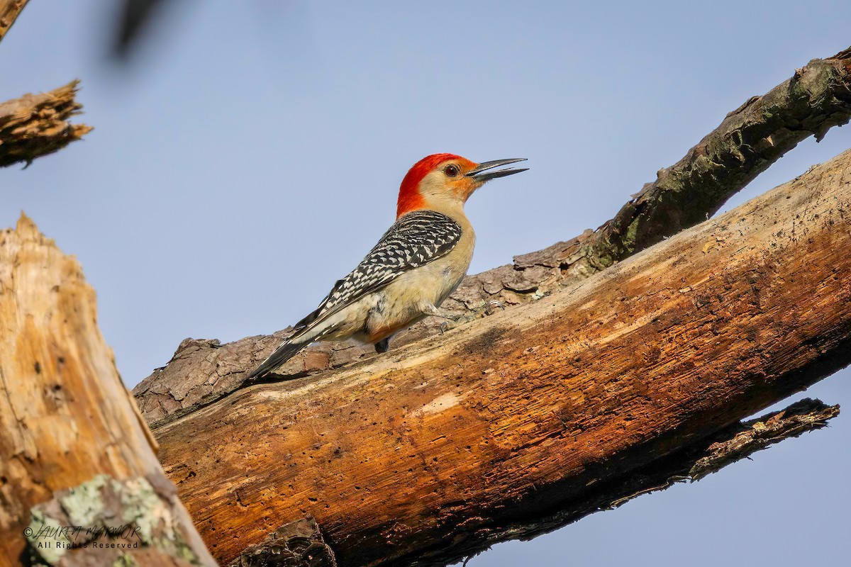 Red-bellied Woodpecker - ML635906197