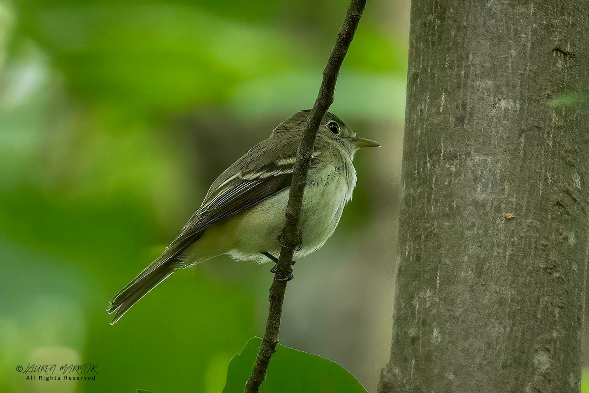 Acadian Flycatcher - ML635906205