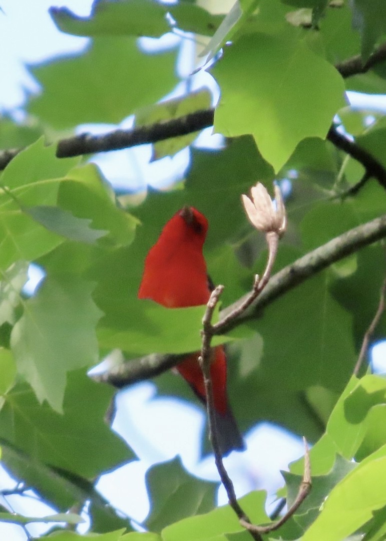 Scarlet Tanager - ML635906209