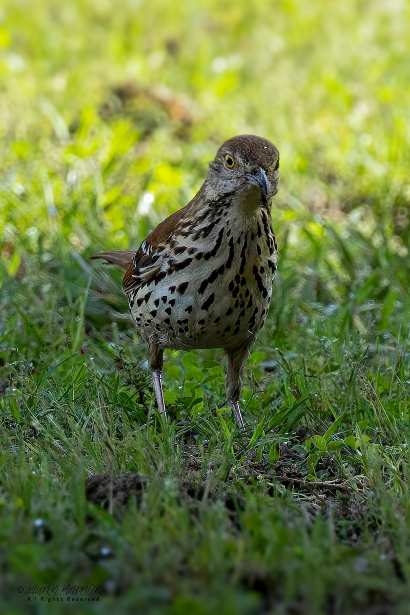 Brown Thrasher - ML635906228