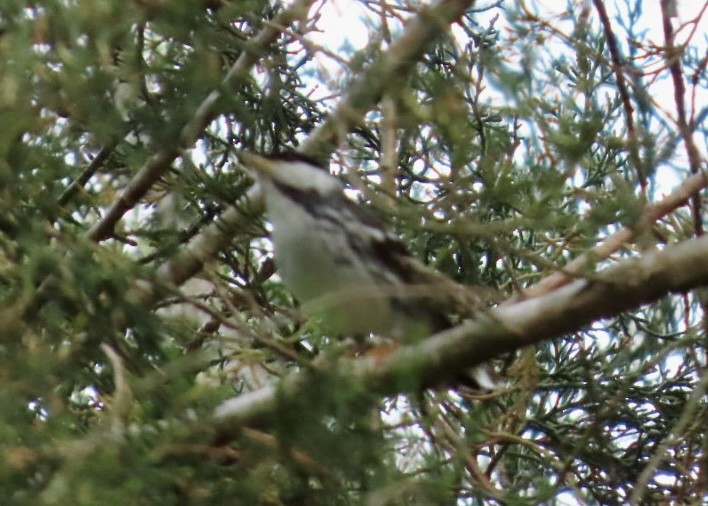 Blackpoll Warbler - ML635906318