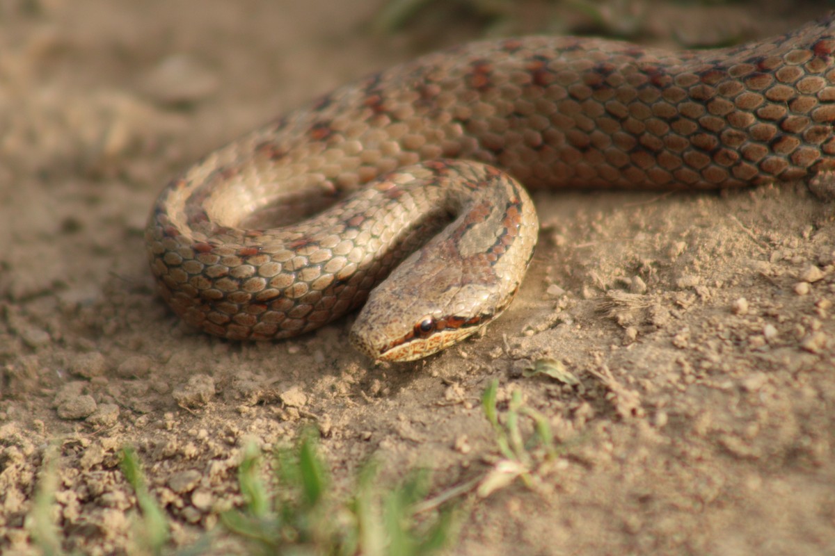 Smooth Snake - ML635906352