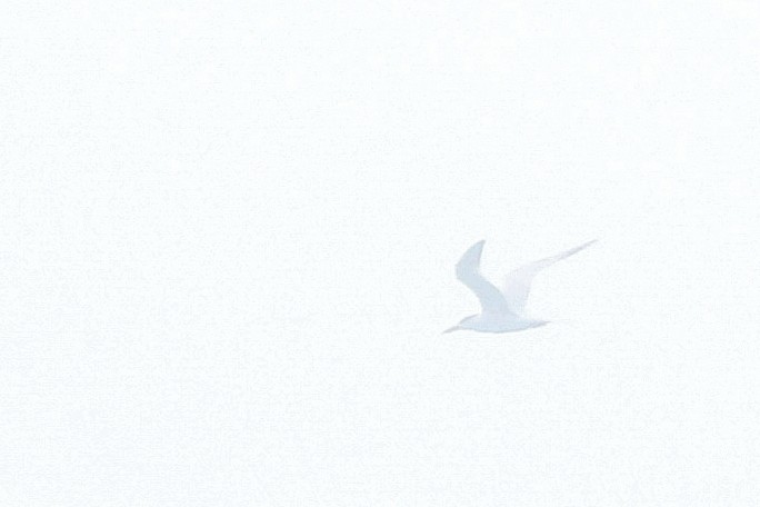 Royal Tern - ML63590651