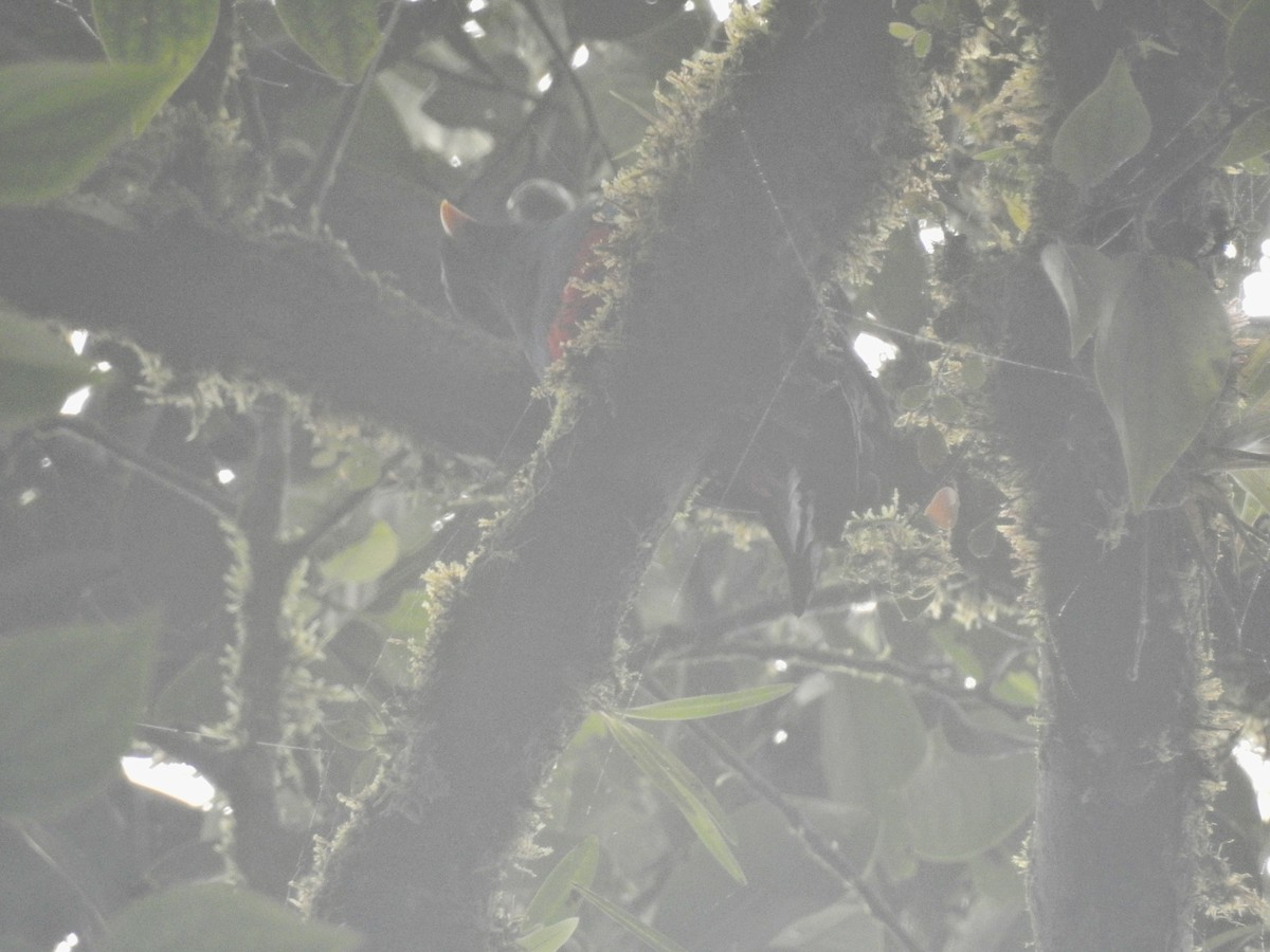 Golden-headed Quetzal - ML635906515