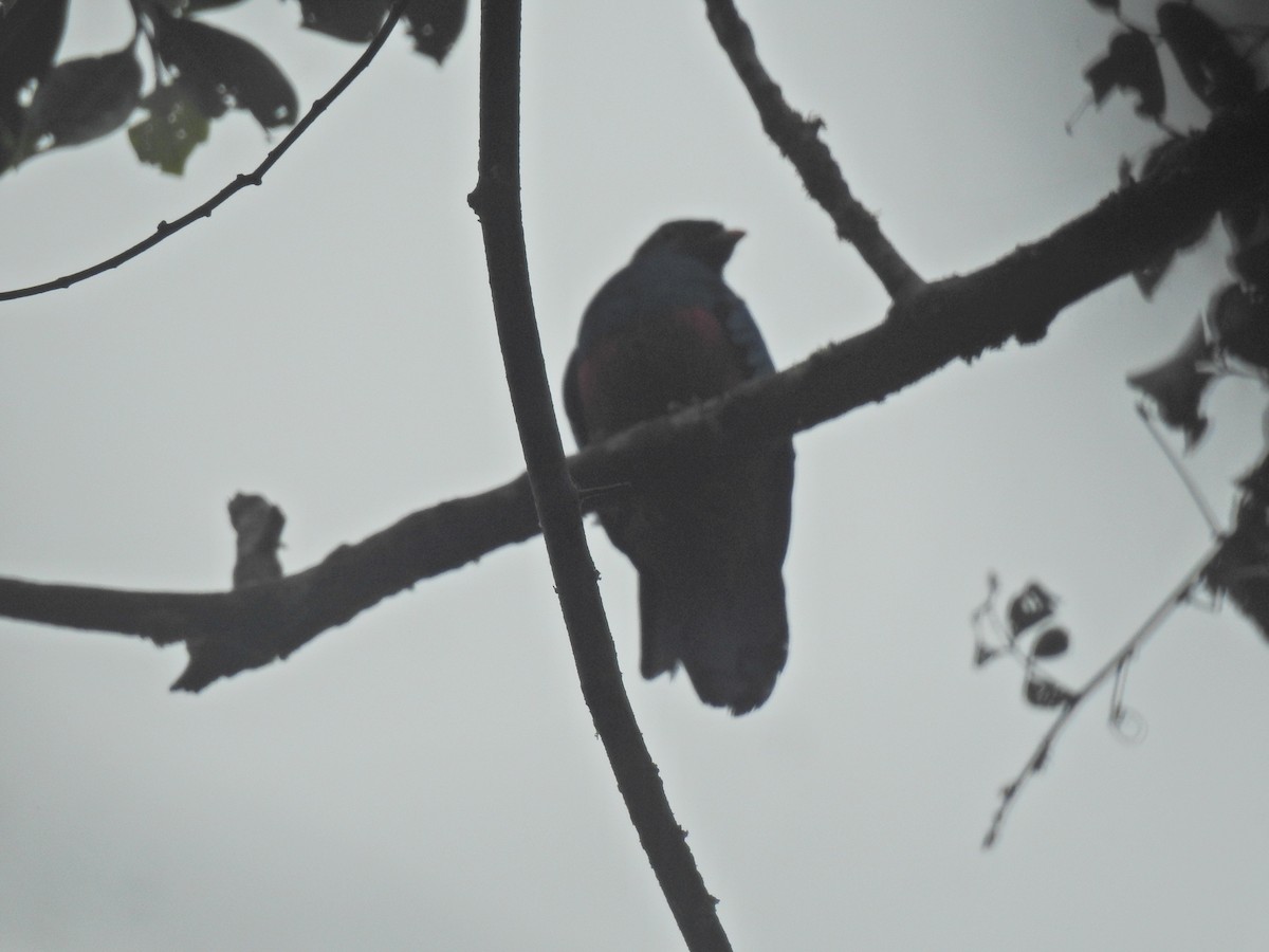 Golden-headed Quetzal - ML635906522