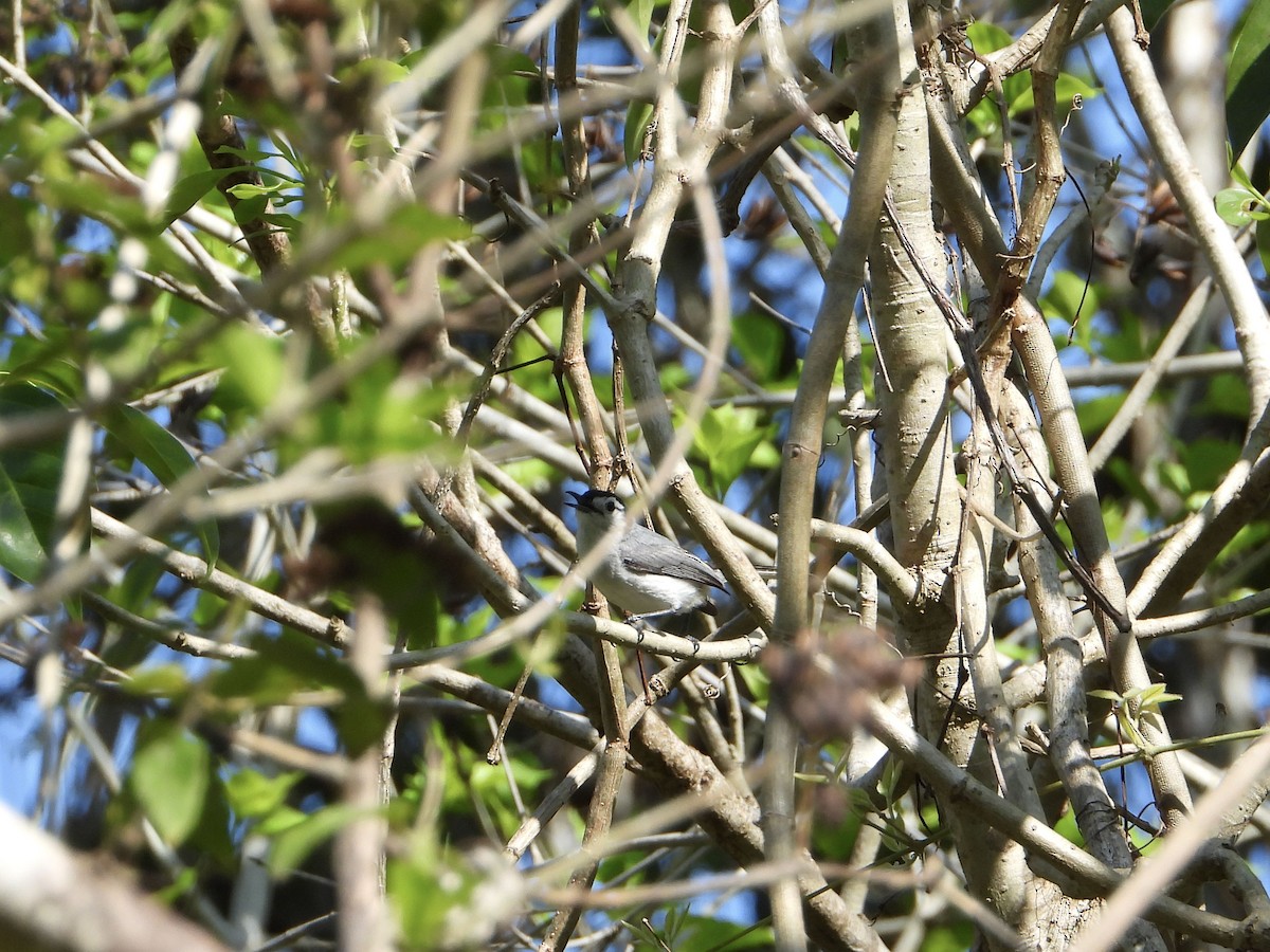 White-browed Gnatcatcher - ML635906613