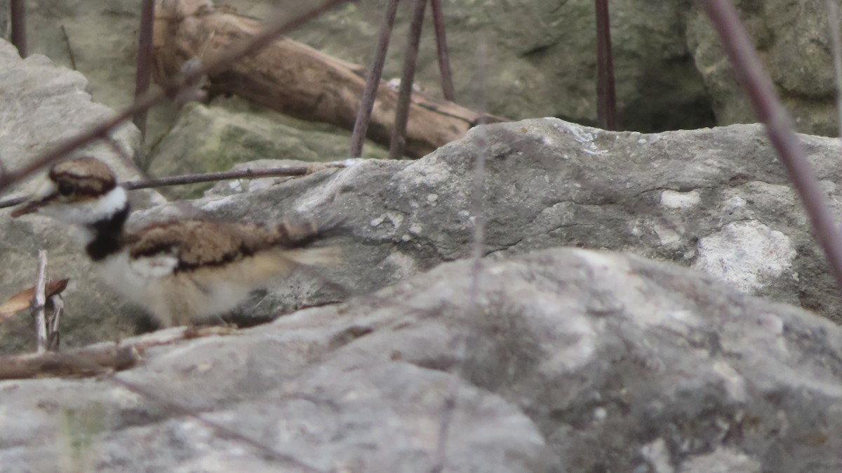 Killdeer - ML635906648