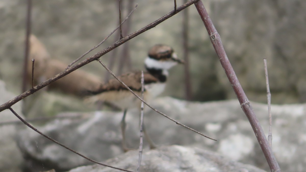 Killdeer - ML635906660