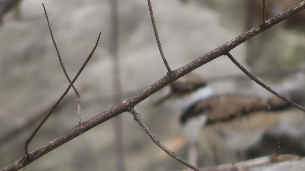 Killdeer - ML635906676