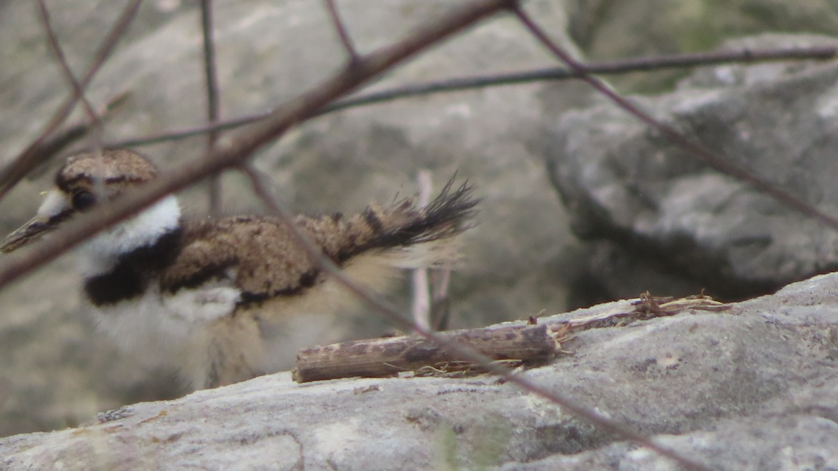 Killdeer - ML635906695