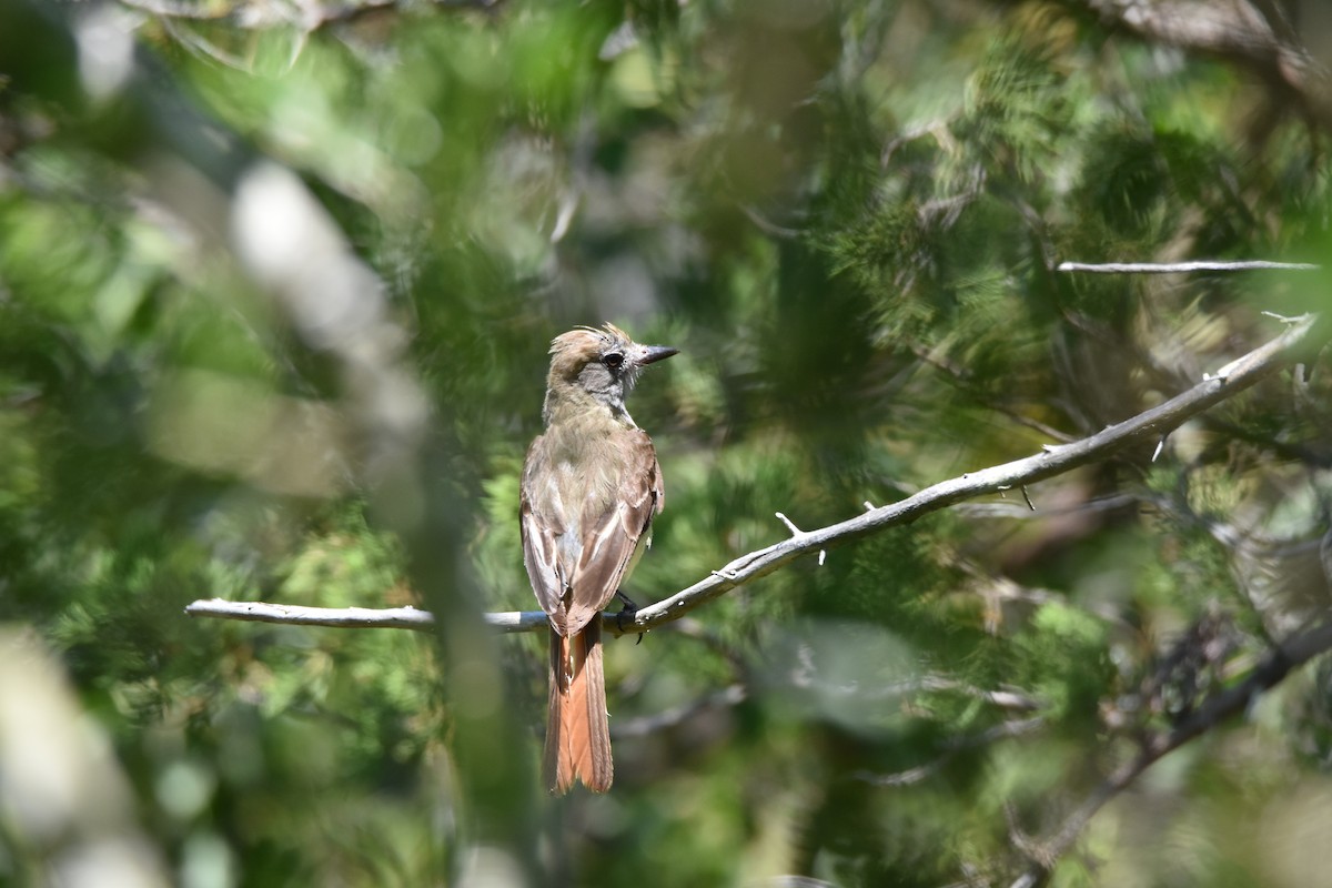 Great Crested Flycatcher - ML63590691
