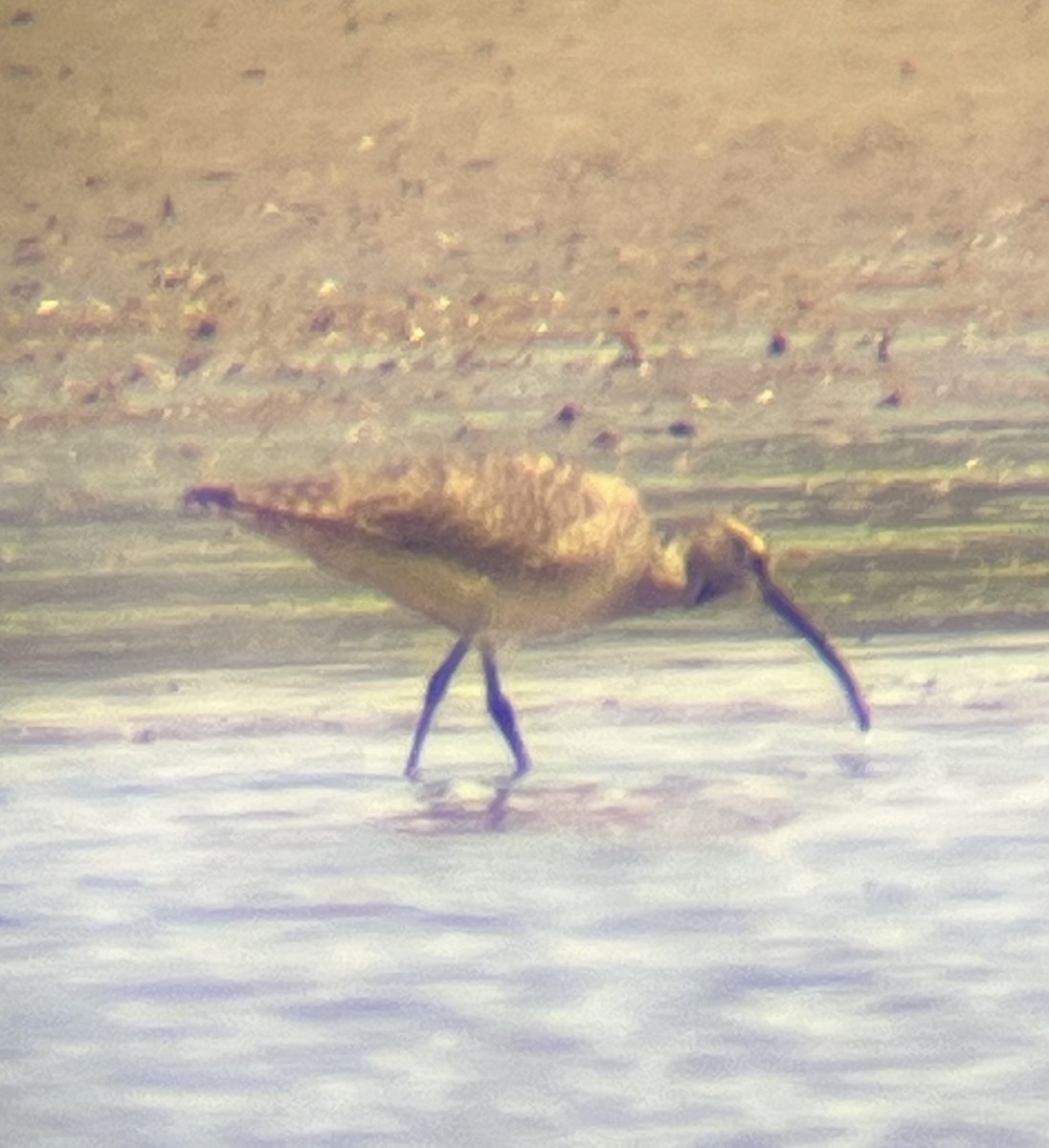 Hudsonian Whimbrel - ML635907079