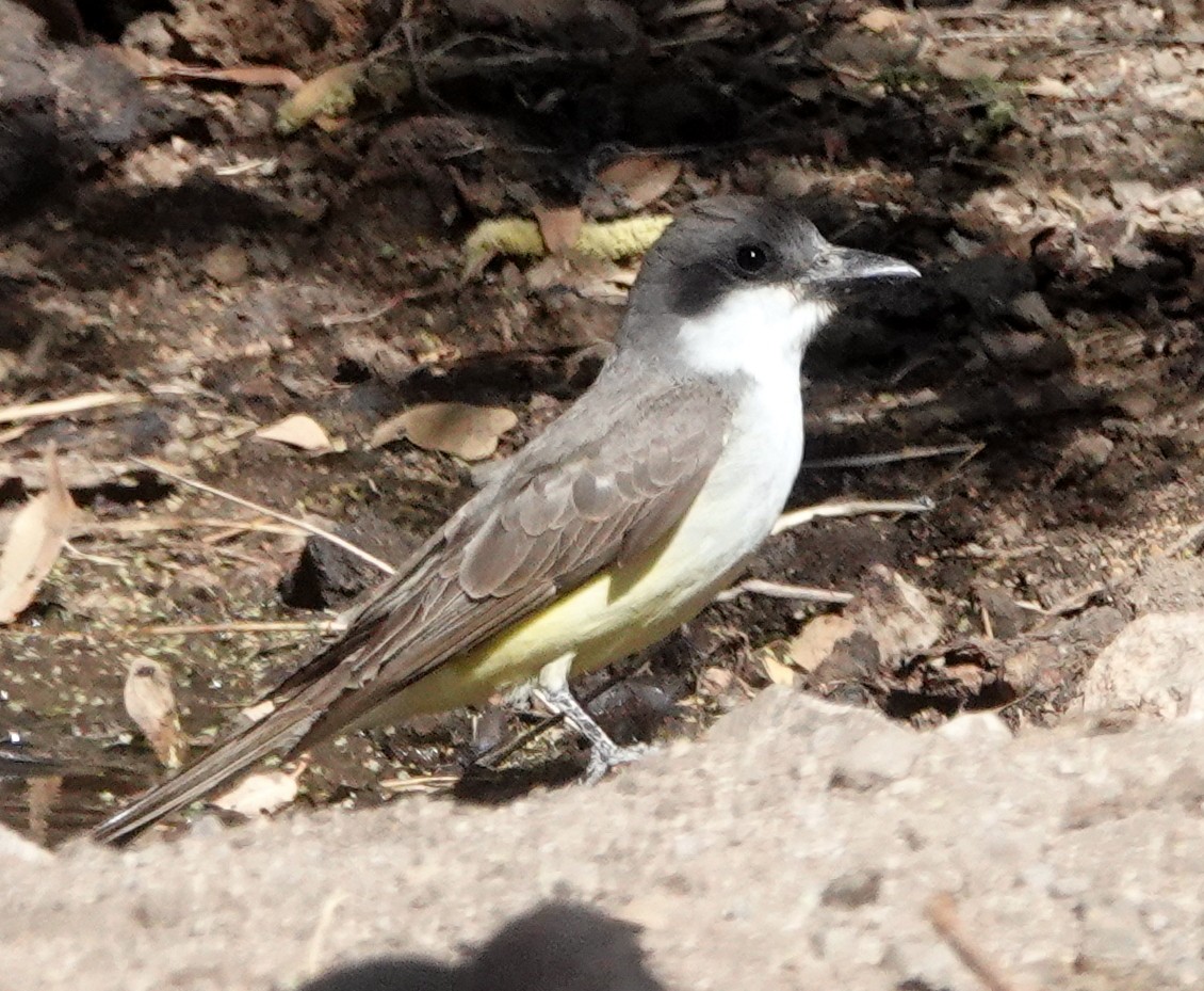 Thick-billed Kingbird - ML635907080