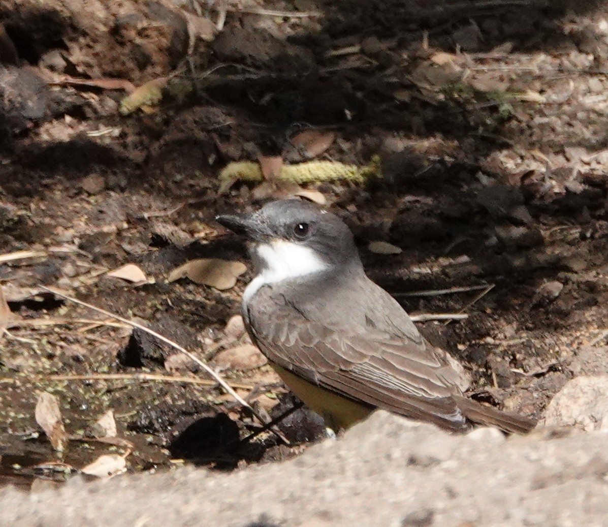 Thick-billed Kingbird - ML635907081